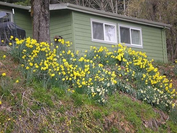 Seasonal Bulb Blooms