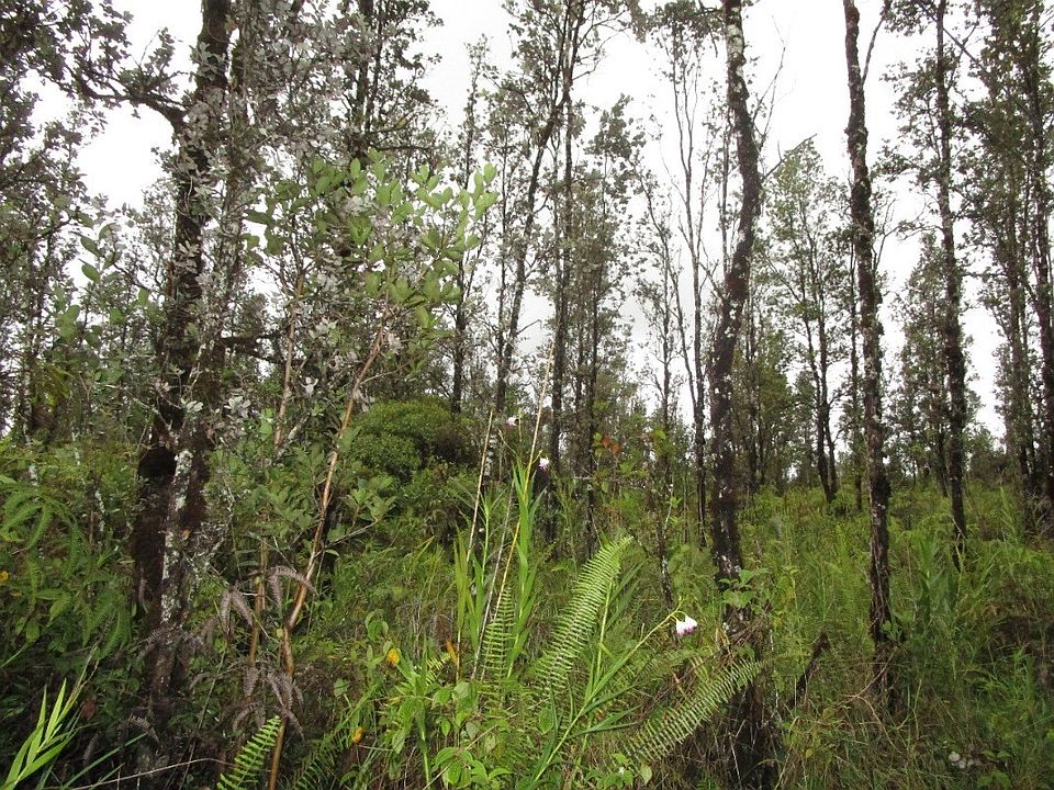 2nd image of Hopue Road Rd #3-lot 3113