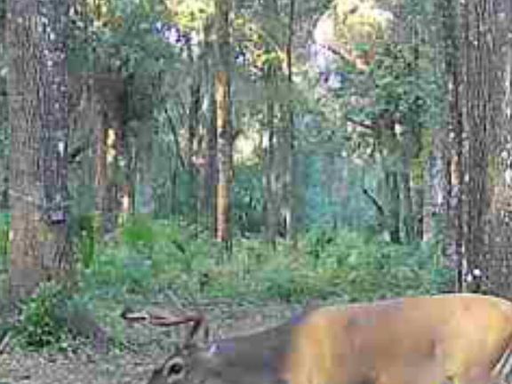 5th image of TBD OLD WELAKA (PARCEL B) Road