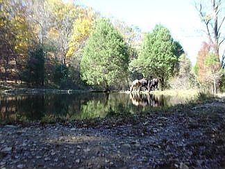 2nd image of 1230 Trout Run Rd