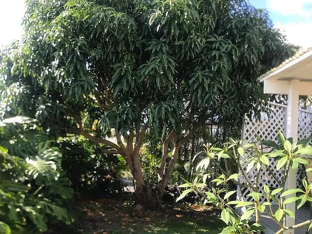 mango tree