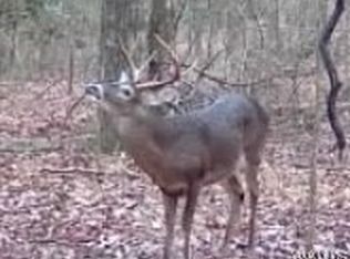 0 Robertson Rd, Gordo, AL 35466