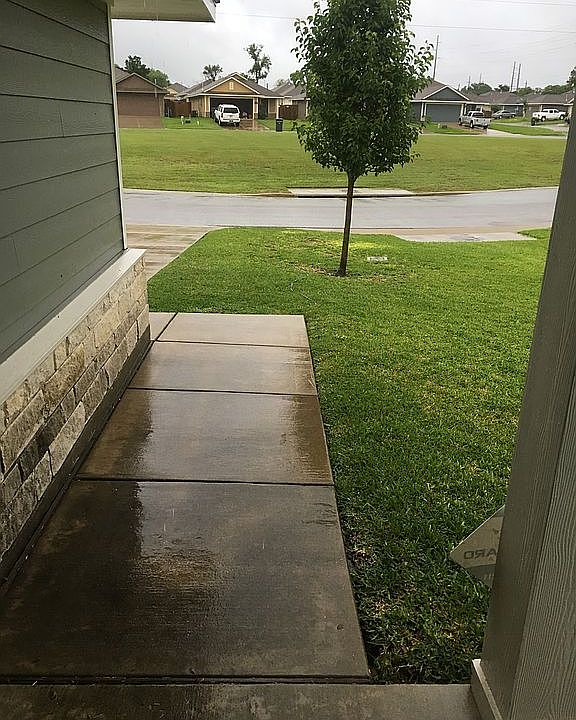 White Bradford Pear Tree