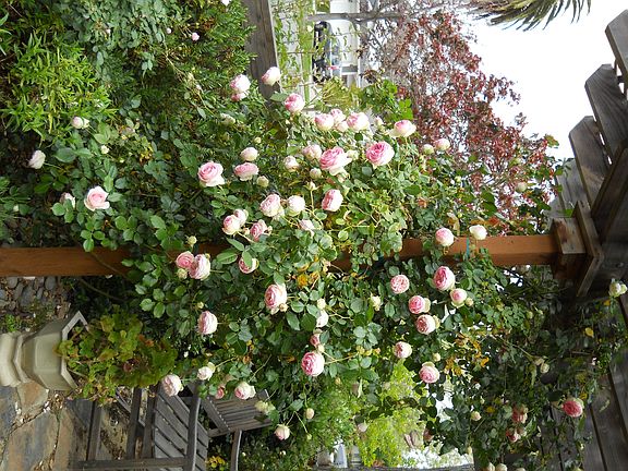 many mature roses