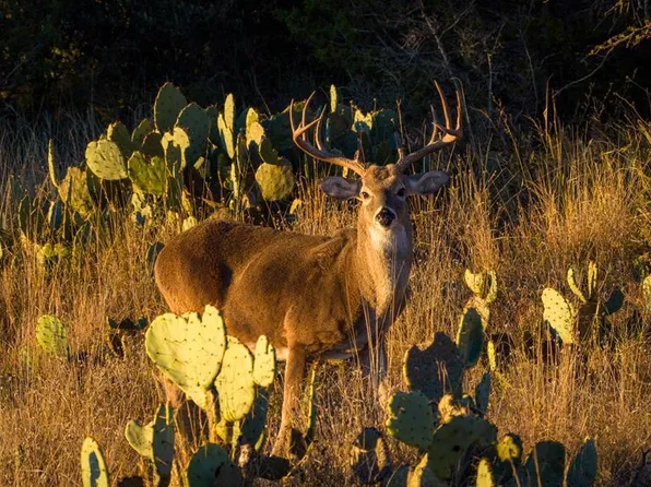 917 Bear Springs Rd, Mason, TX 76856