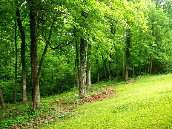 Backyard frequented by deer