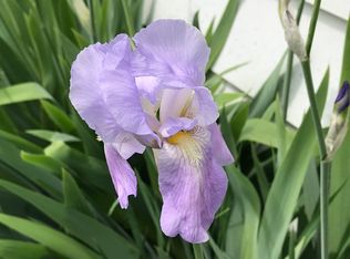 18 Henry Harris Street #FL 1ST, Chicopee, MA 01013