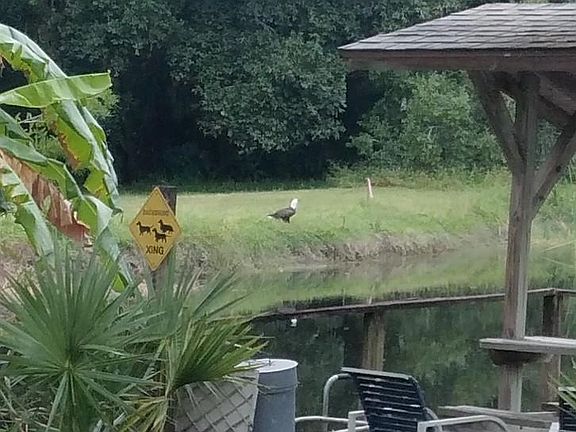 One of our Bald eagle visitors.