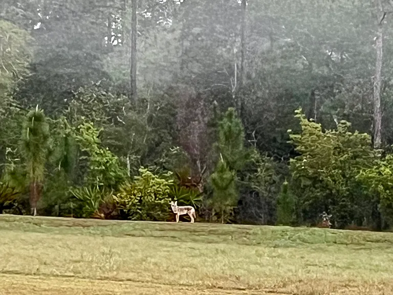 We have coyotes this is in the cleared forest behind our house. You can sit and watch the wildlife from the back patio. early morning fog.