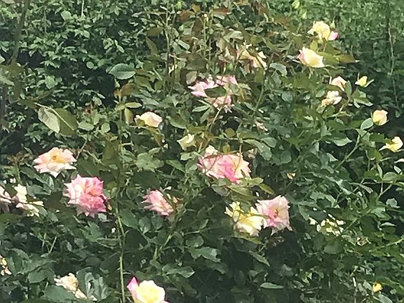 Roses many varieties 