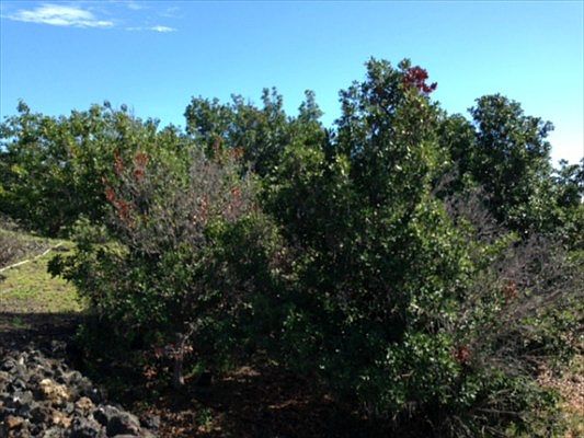 4th image of 92-8688 Hibiscus Dr
