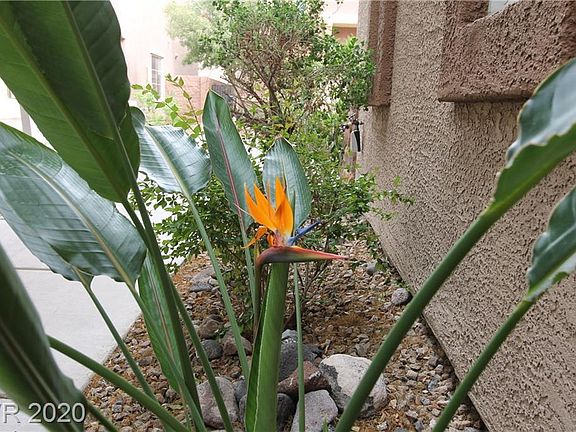 3rd image of 659 Calamus Palm Pl
