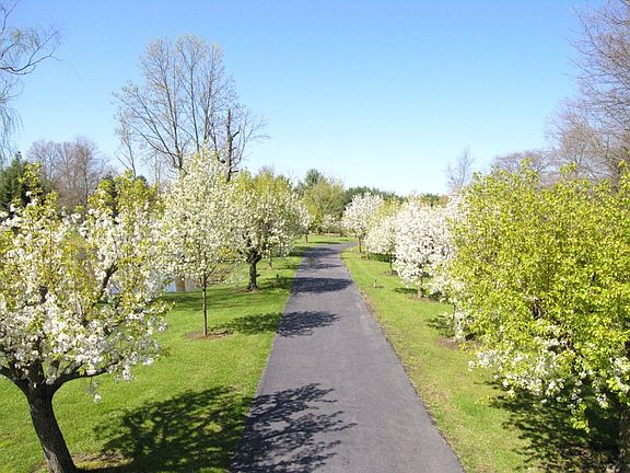 Driveway lined with 40 trees