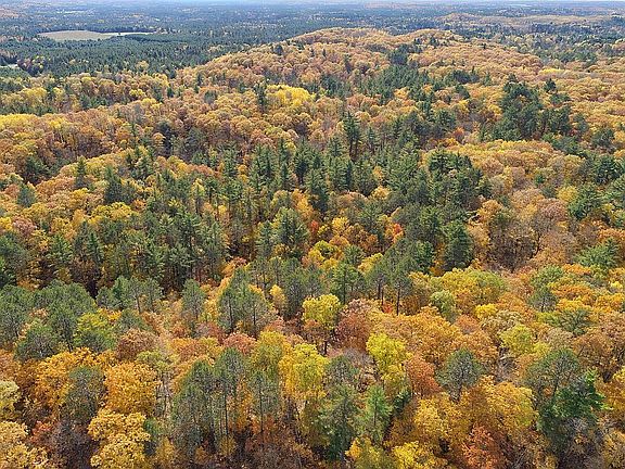 Acres of beautiful forest