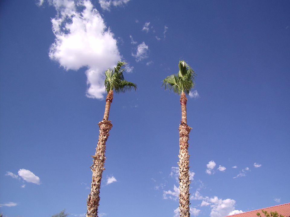 Palm Trees on Property