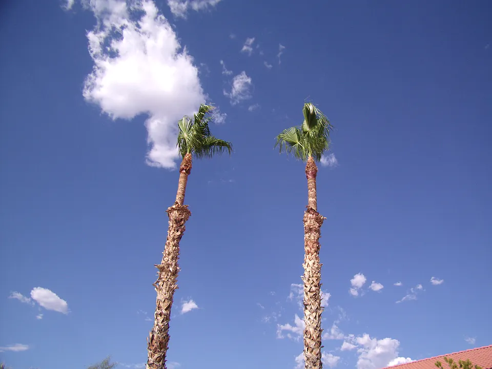 Palm Trees on Property