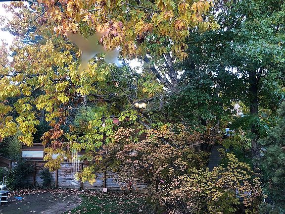 Fall colors in the back