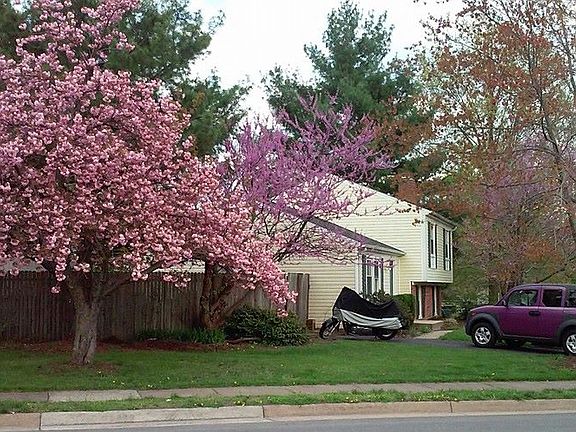 Front Cherry Blossom Tree
