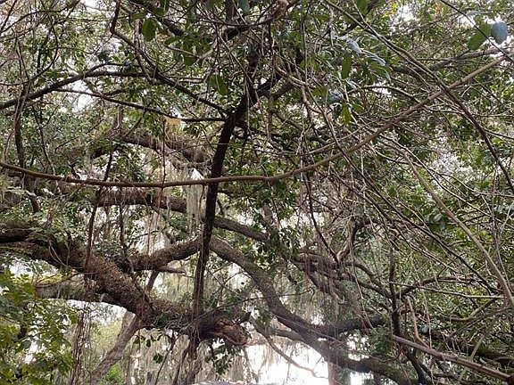 3rd image of 725 Hickory Hammock Rd