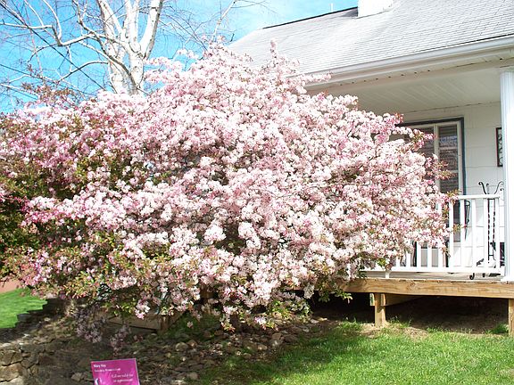 Flowering trees in front. 