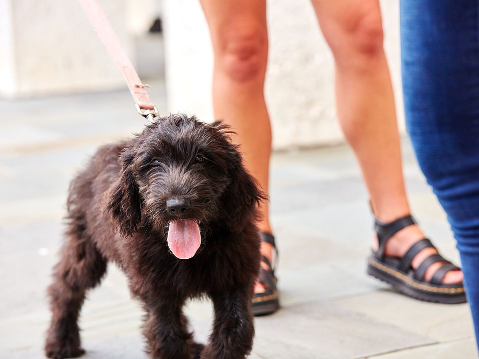 Pet-friendly community with fenced-in Dog Trot and outdoor pet wash