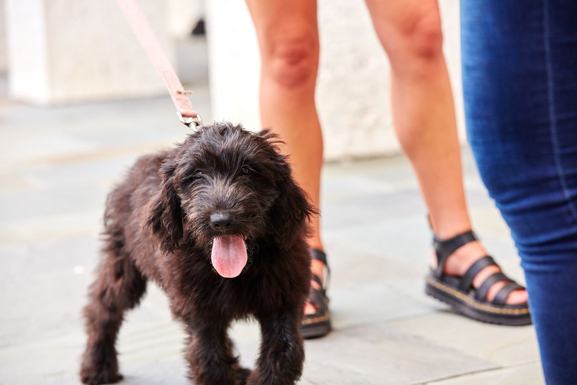 Pet-friendly community with fenced-in Dog Trot and outdoor pet wash