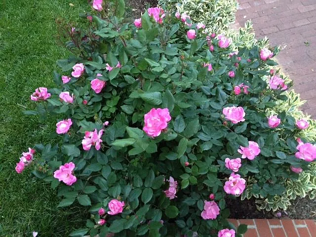 Rose bush on patio