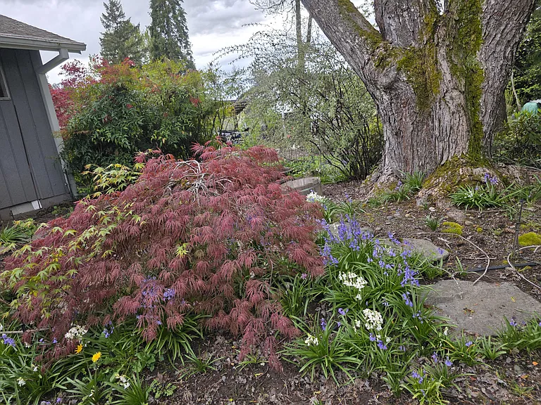 back yard