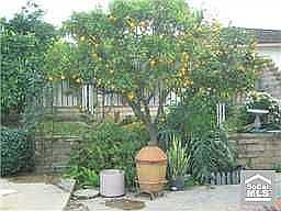 Why buy oranges when you can grow your own!