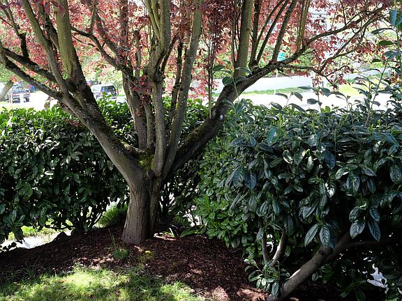 Front yard