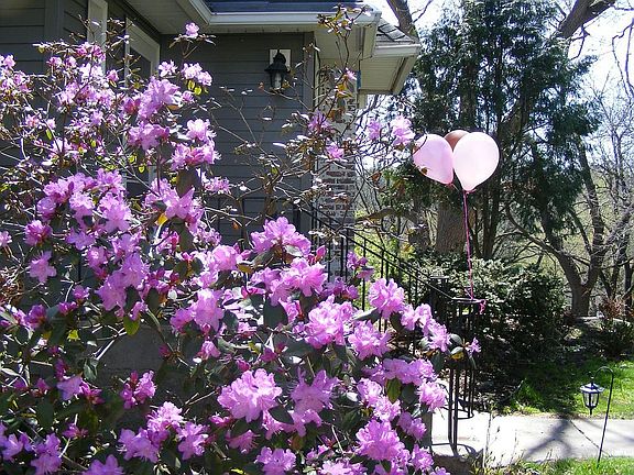 yard is full of flowers!