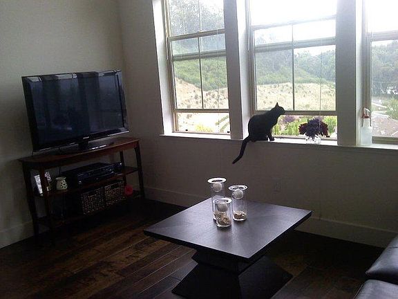 Living room (does not come with cat or furniture)