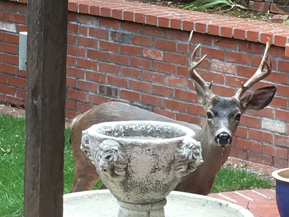 One of many beautiful dear that pass through the property.