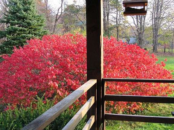 Burning bush off front porch