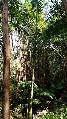 4th image of Road 11 Pulelehua Lot 6056