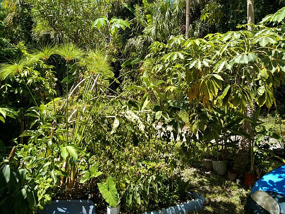 4 Plants and greenery