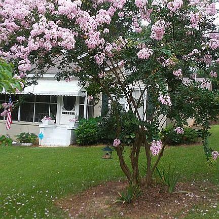 Many flowering trees
