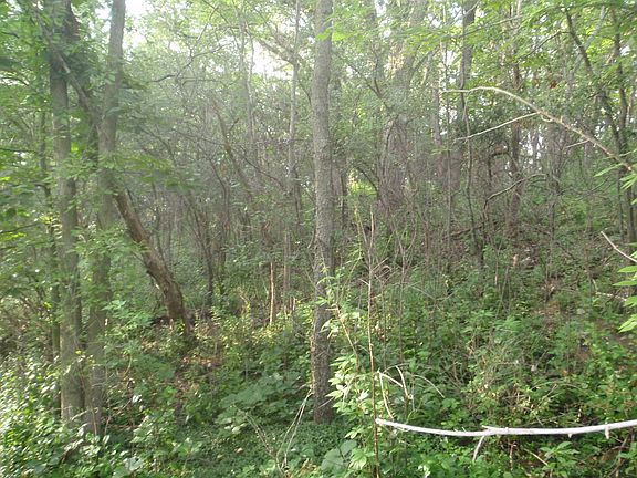 Woods at Northern lot line