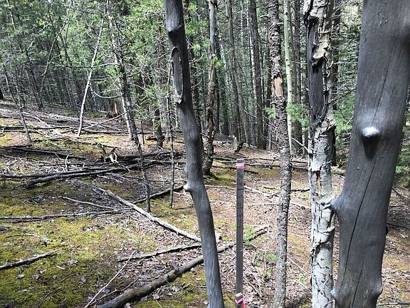 Corner 4 (Back of lot)