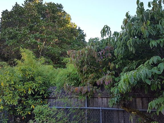 Back yard