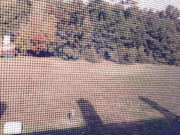 Back of yard Trees_05012019