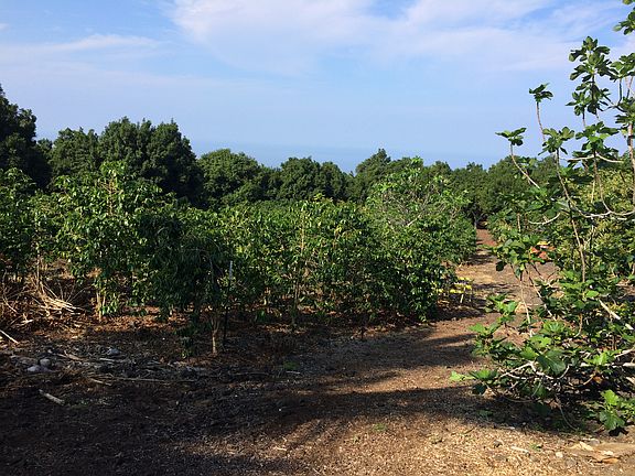 More coffee and Mac nuts