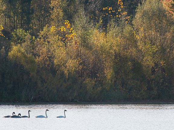 Swan family on Sunrise Lake