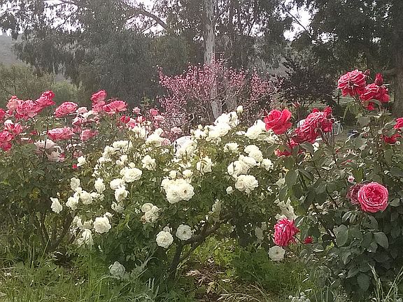Rose Garden In Front Yard