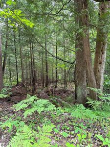 LOT 42 Birchcrest Dr NE, Kalkaska, MI, 49646