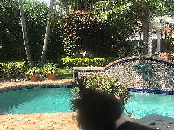Backyard & Pool