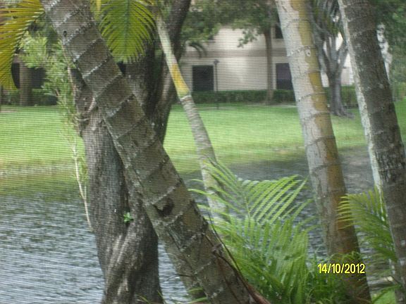 Trees in back by the Lake