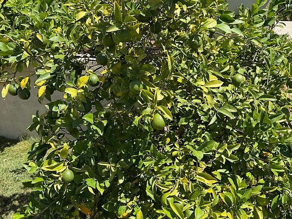 Meyer Lemon Tree