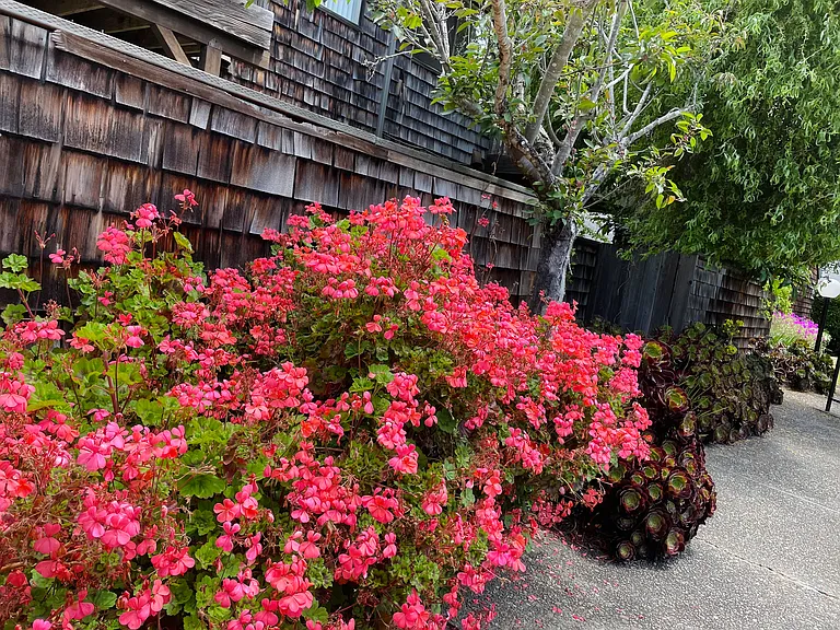Capitola Terrace Apartments — Photo 8