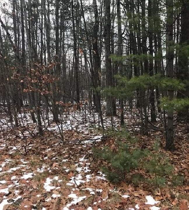 1st image of Teaberry Ln